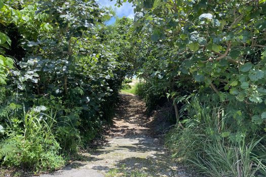 石垣島　平久保牧土地　約12,422坪