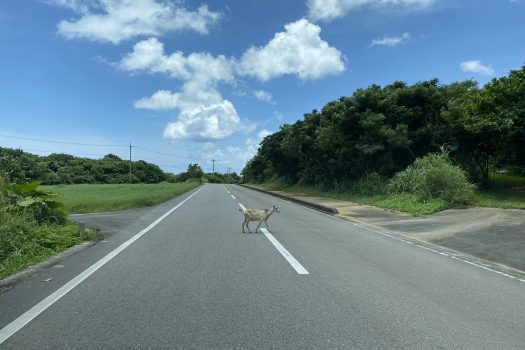 石垣島　平久保牧土地　約12,422坪